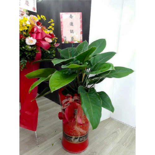 帝王葉盆栽