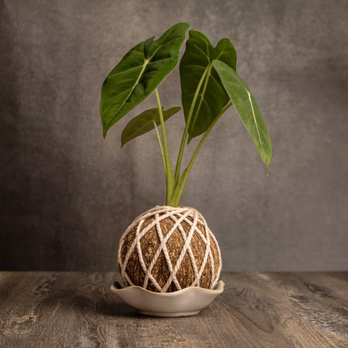 絨葉觀音蓮苔球 苔球植物 苔玉 適合室內植物 辦公室植物 交換禮