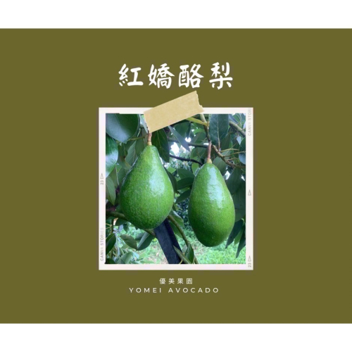 ?優美果鋪? 酪梨 中生種酪梨 紅嬌酪梨 南投名間 好味酪梨? 新鮮直送 不搶收未熟果