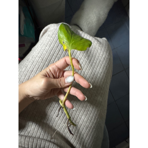 起司棒