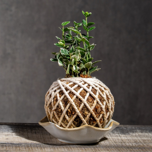 白征木苔球 苔球植物 苔玉 室內植物 辦公室植物 交換禮物