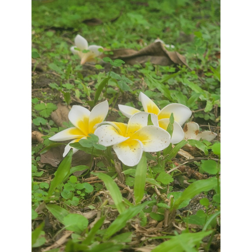 可愛的花