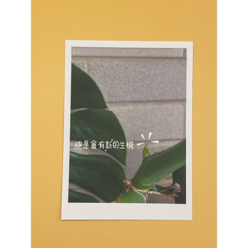 明信片- 總是會有新的生機